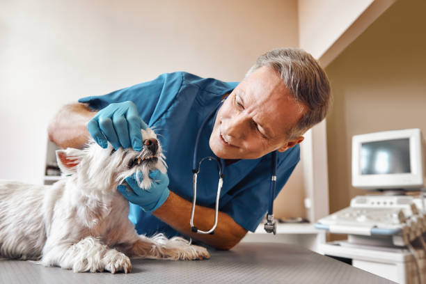 Best Emergency Tooth Extraction in North Key Largo, FL
